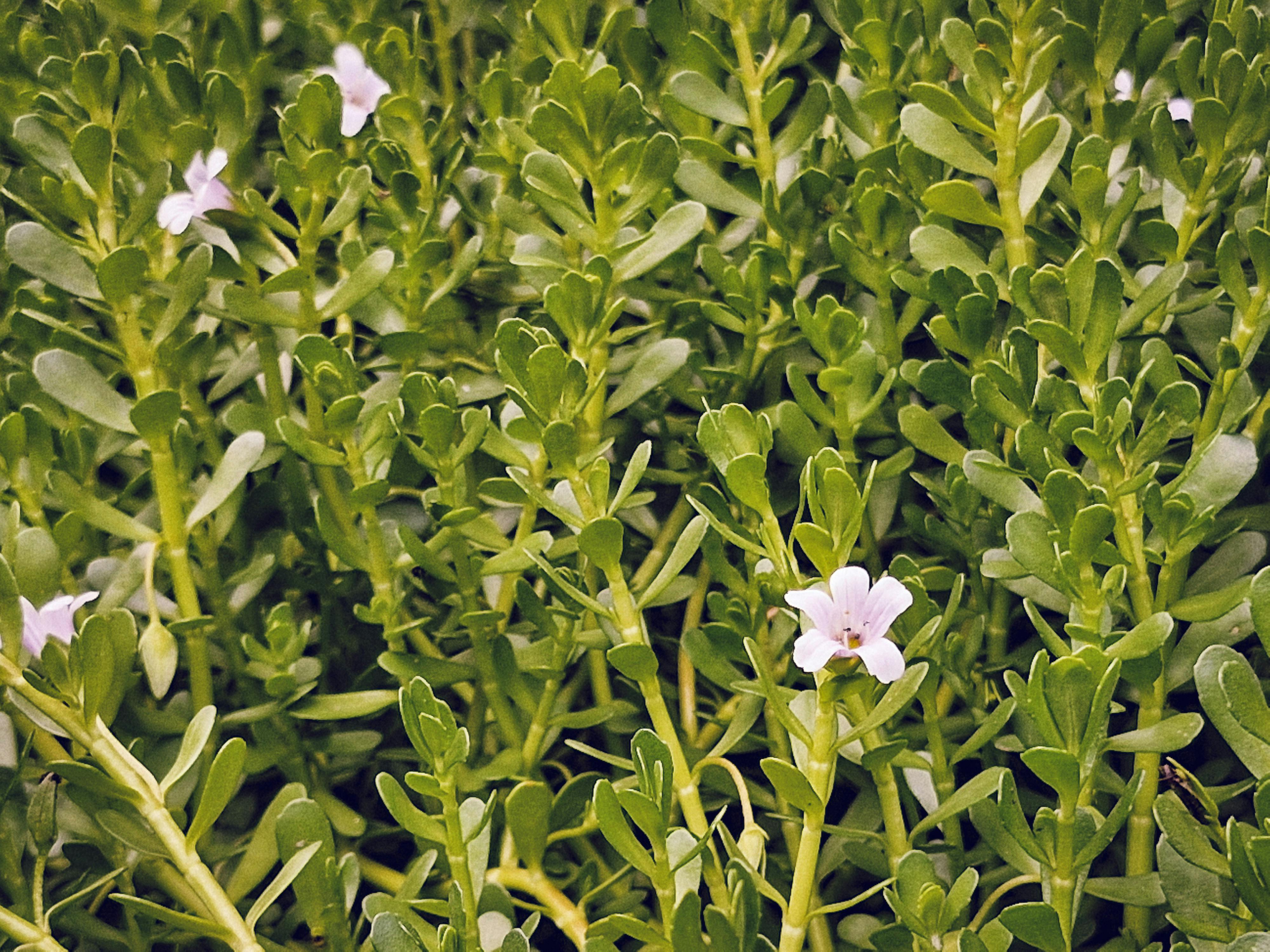 Bacopa Monnieri Extract