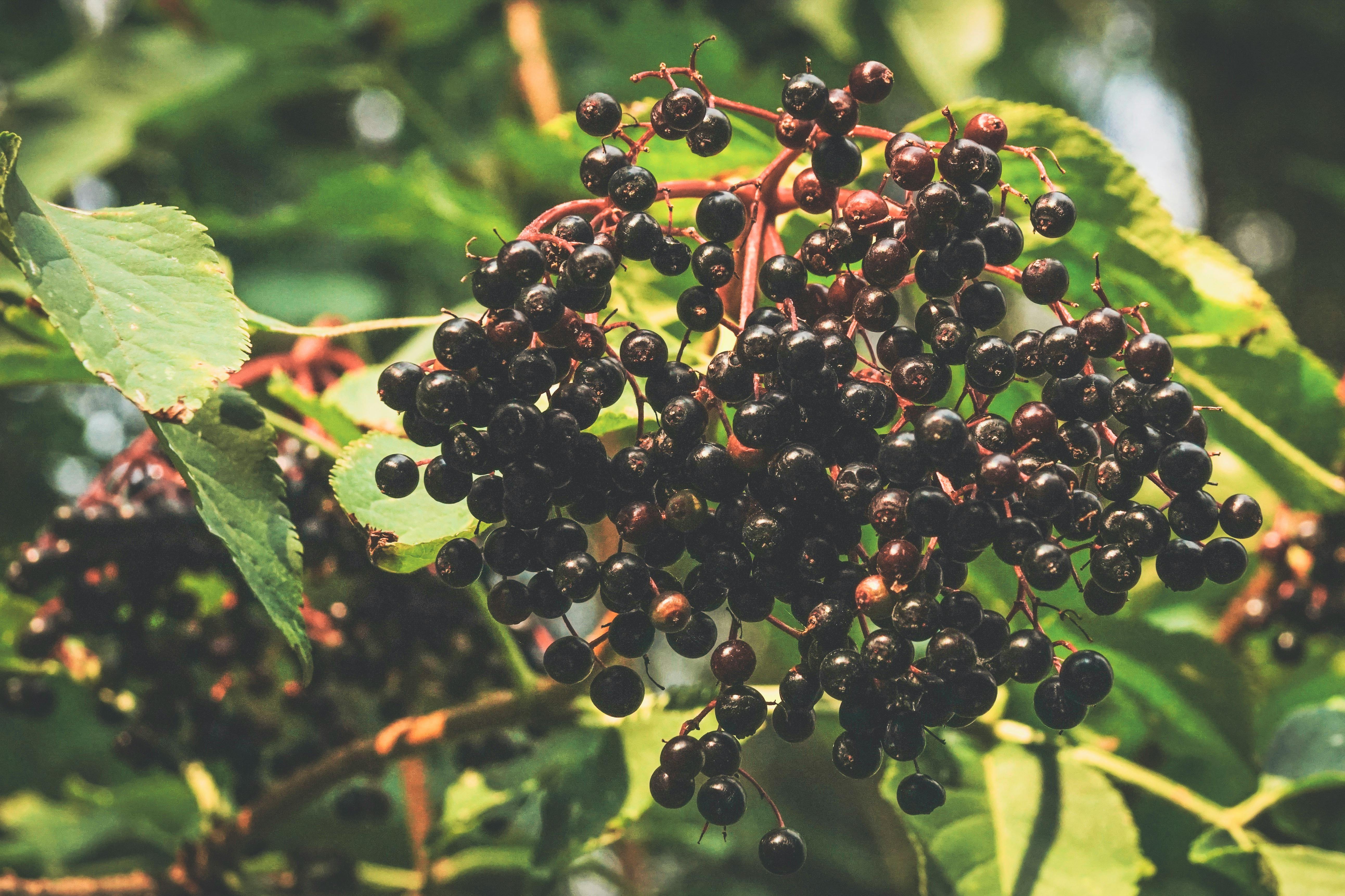 Elderberry Extract